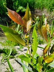 Salix pseudomonticola