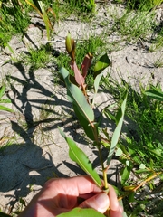 Salix pseudomonticola