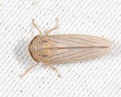 Athysanus argentarius
