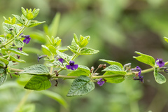 Stemodia suffruticosa