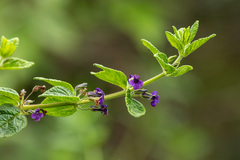 Stemodia suffruticosa