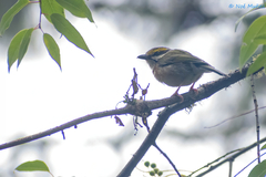 Vireolanius melitophrys