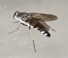 Anabarhynchus argenteus