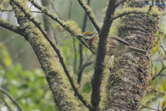 Vireolanius melitophrys