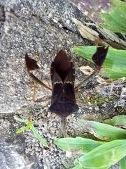 Leptoglossus