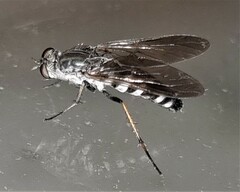 Anabarhynchus argenteus
