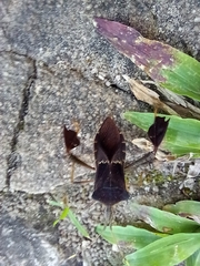 Leptoglossus