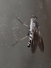 Anabarhynchus argenteus