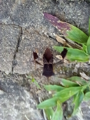 Leptoglossus