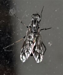 Anabarhynchus argenteus