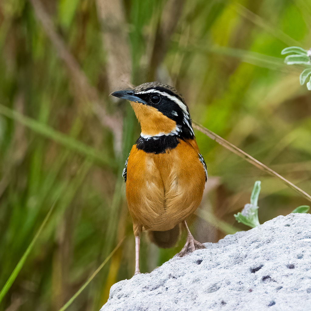 Collared Crescentchest (Double-collared)