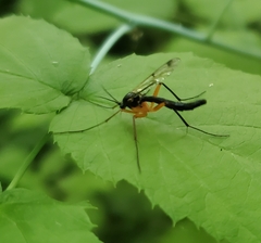 Tanyptera dorsalis