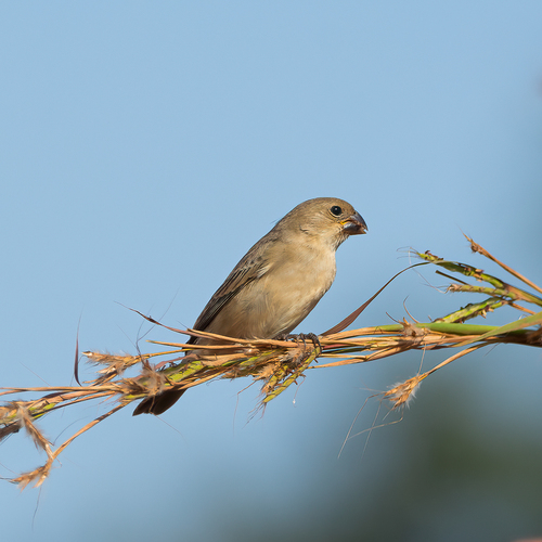 Schwarzmantelspelzer (Sporophila nigrorufa)