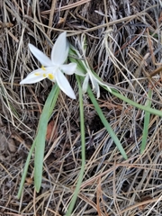 Leucocrinum montanum