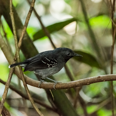 Hypocnemoides maculicauda