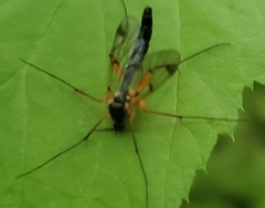 Tanyptera dorsalis