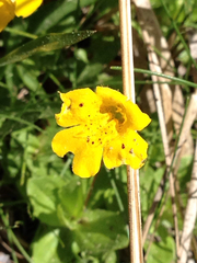 Erythranthe primuloides