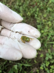 Hyla japonica