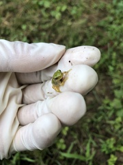 Hyla japonica