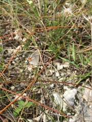 Strymon acis bartrami