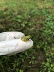 Hyla japonica