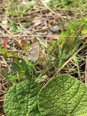 Strymon acis bartrami