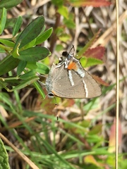 Strymon acis bartrami