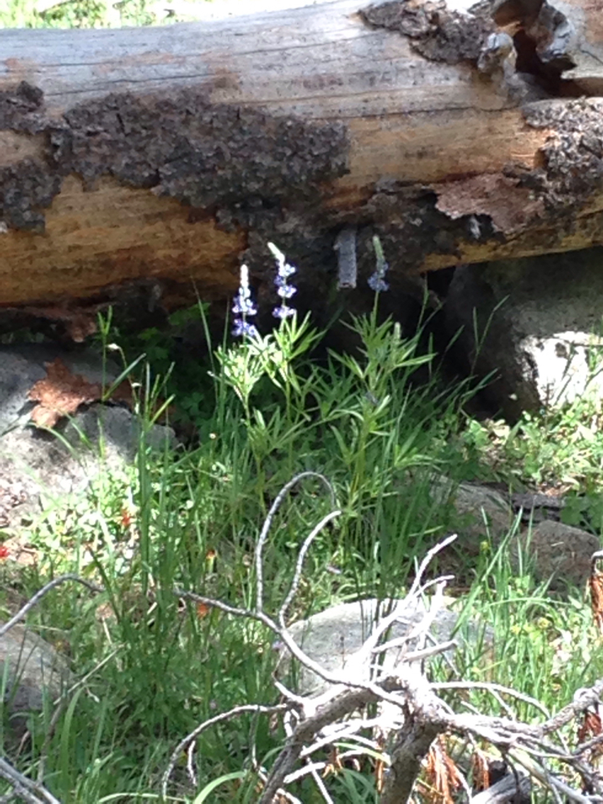 Lupinus gracilentus