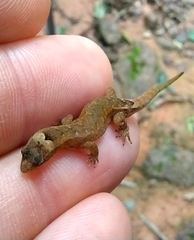 Sphaerodactylidae