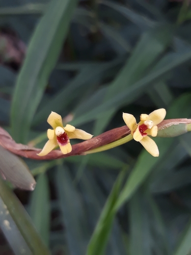 Image of Maxillaria variabilis by (c) Victor De la Cruz, some rights reserved (CC BY)