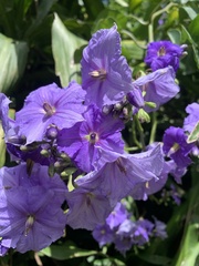 Solanum wendlandii