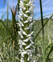 Platanthera dilatata