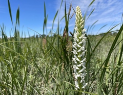 Platanthera dilatata