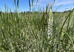Platanthera dilatata