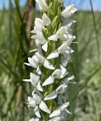 Platanthera dilatata