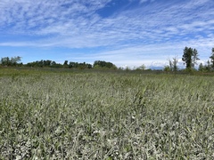 Platanthera dilatata