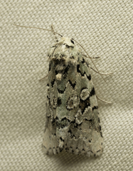 Bryolymnia viridata