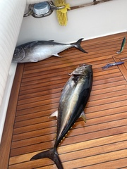 Thunnus orientalis