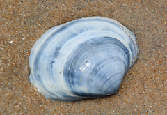 Mactromeris catilliformis