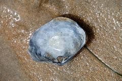 Mactromeris catilliformis