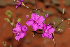 Commicarpus australis