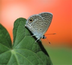 Hemiargus ceraunus