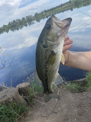 Micropterus salmoides