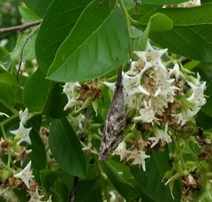Libytheana carinenta