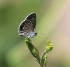 Hemiargus ceraunus