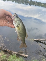 Micropterus salmoides