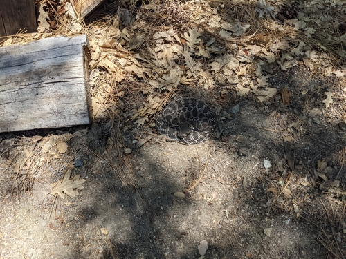 iNaturalist observation photo of Southern Pacific Rattlesnake