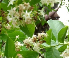 Libytheana carinenta