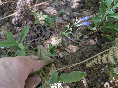 iNaturalist observation photo of Grayleaf Skullcap