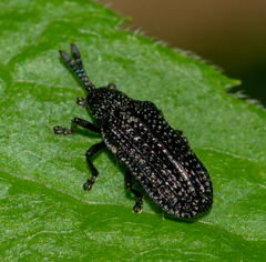 Microrhopala excavata
